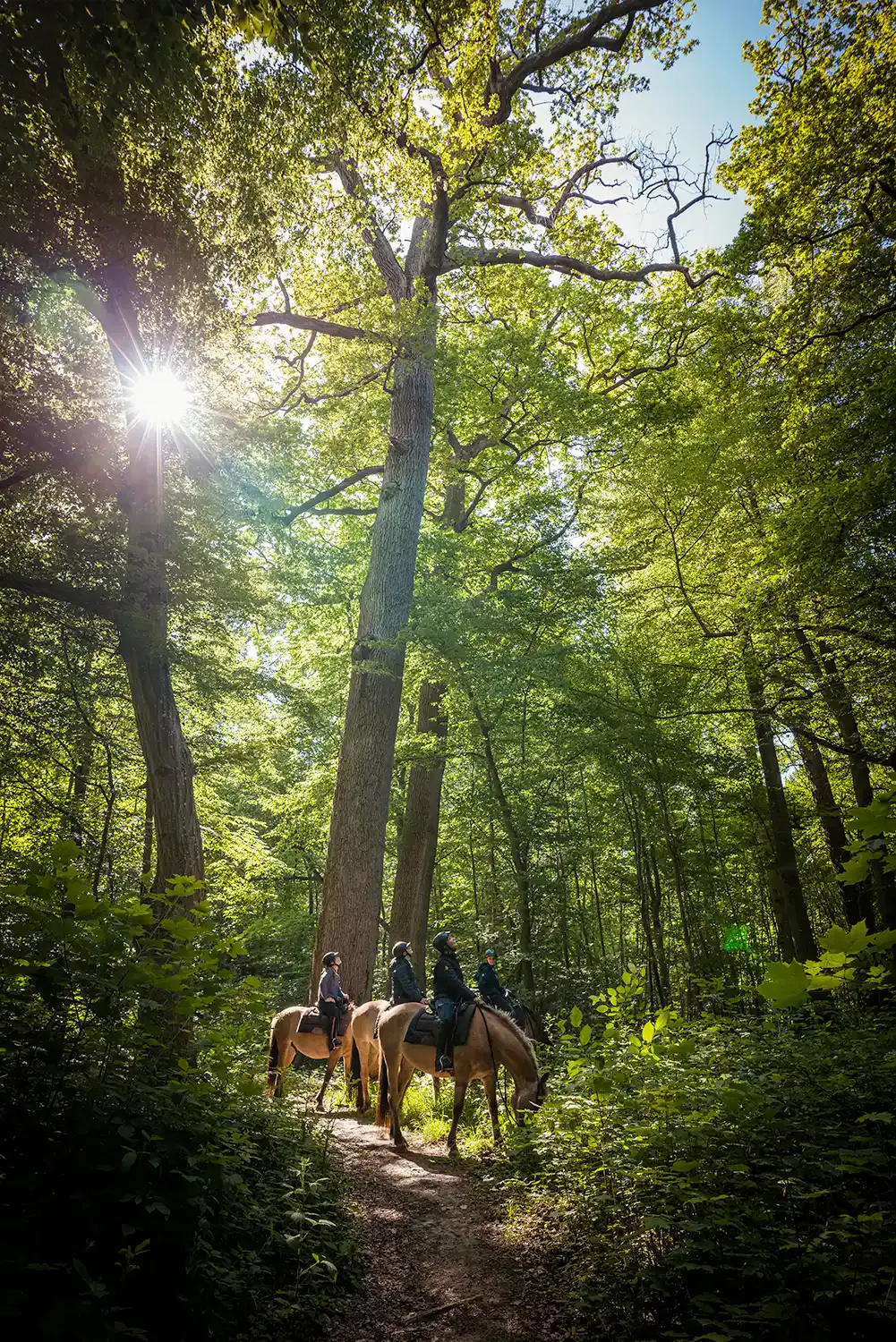 Trois personnes montent à cheval sur un sentier forestier ombragé où la lumière du soleil traverse les grands arbres verts, à quelques pas du confort de l'Hôtel de Harlay, votre hôtel idéal à Compiègne.