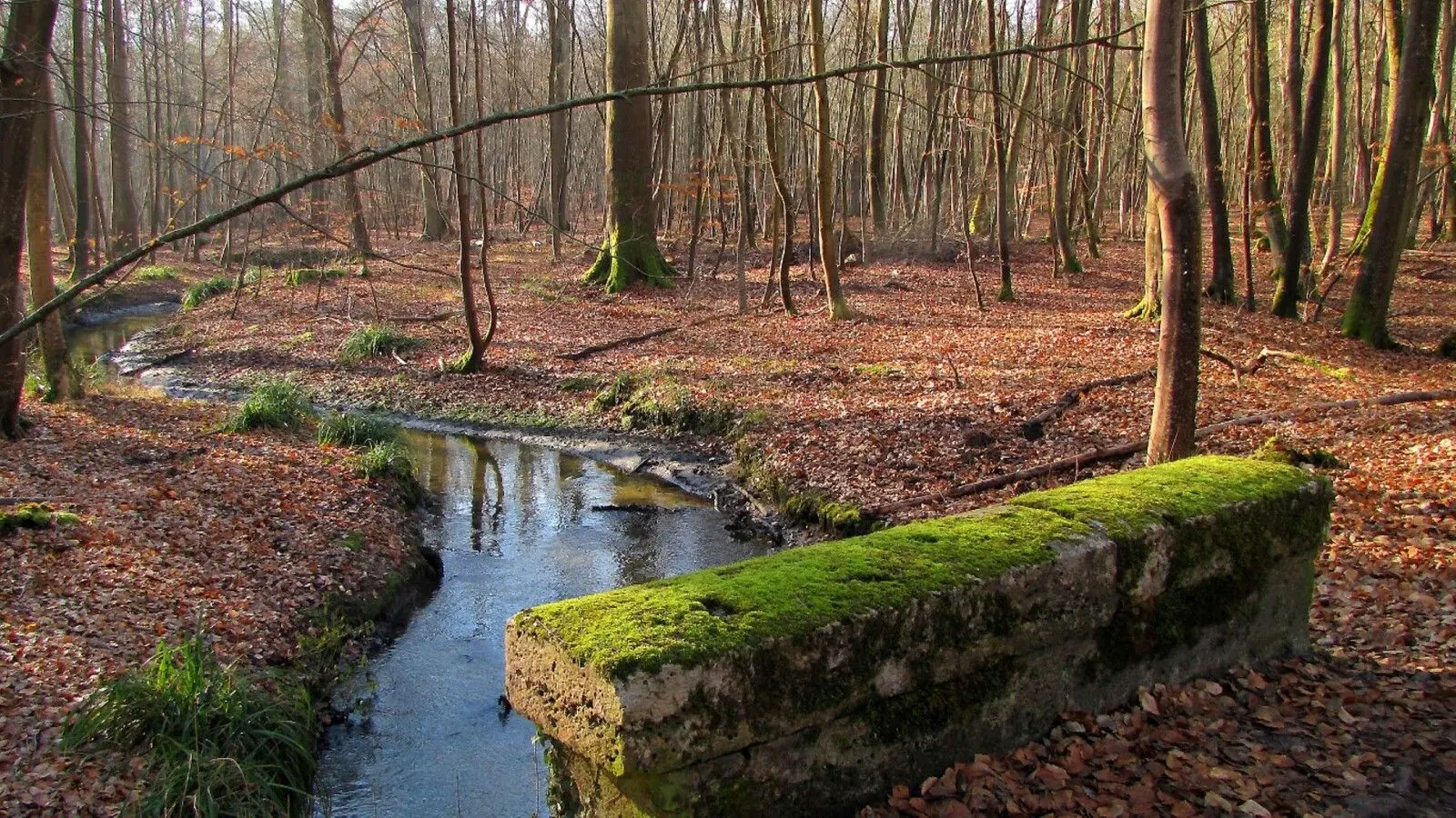 Un petit ruisseau coule dans une forêt avec des arbres dénudés et une structure en pierre recouverte de mousse à côté de l'eau ; des feuilles mortes recouvrent le sol, évoquant le charme tranquille de l'Hébergement Compiègne.