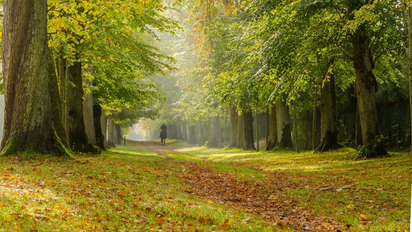 Une personne marche le long d'une allée bordée d'arbres dans un parc par une journée ensoleillée près de l'Hôtel de Harlay, avec un feuillage vert et des feuilles mortes sur le sol.