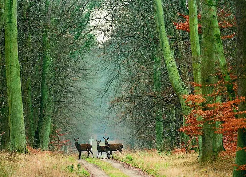 Quatre cerfs se tiennent sur un chemin de terre étroit dans une forêt avec de grands arbres verts et des feuillages d'automne, capturant la beauté naturelle près de l'Hôtel de Harlay, votre hébergement idéal à Compiègne pour explorer des scènes boisées sereines.