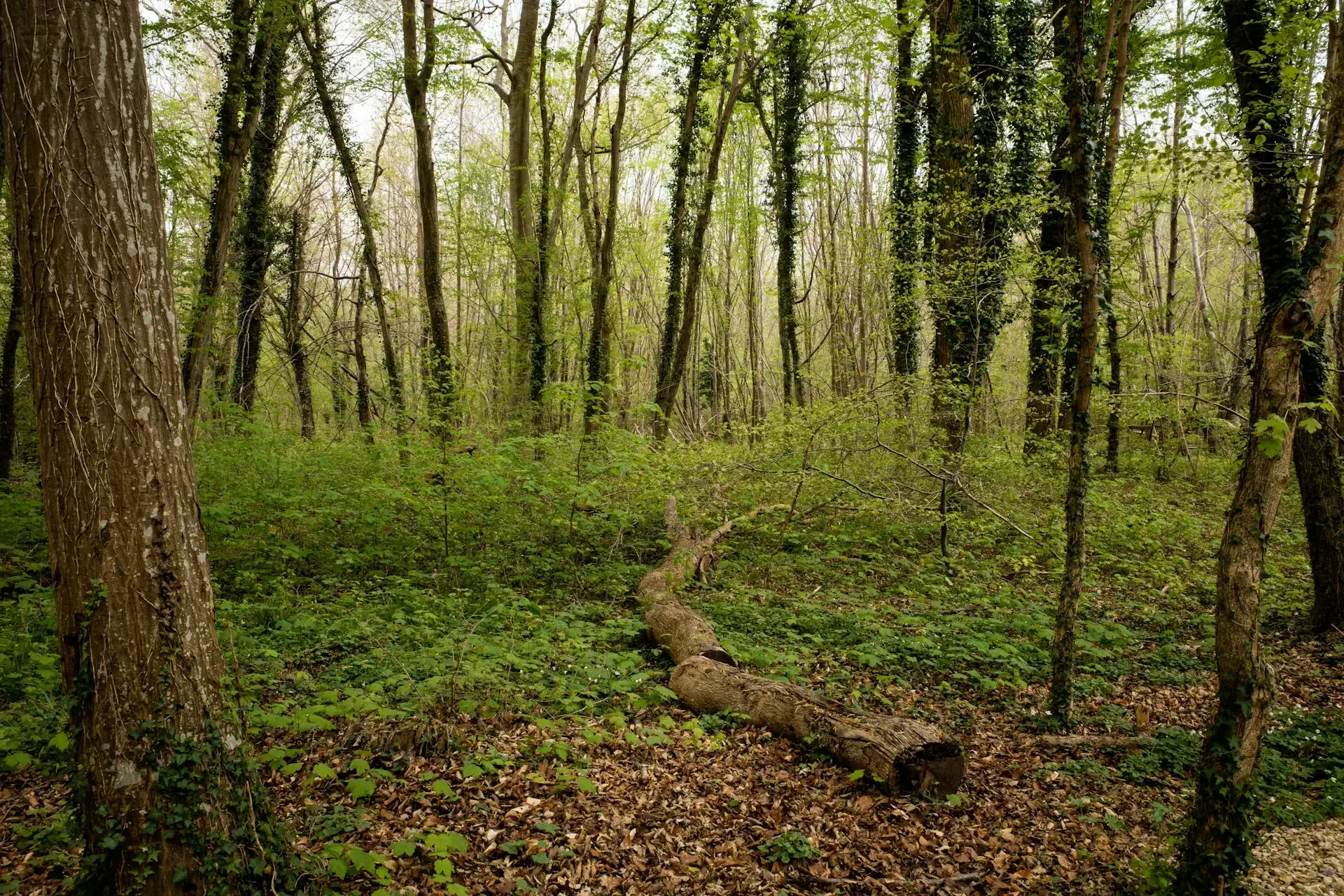 Vue aérienne de la forêt de Compiègne et de ses allées